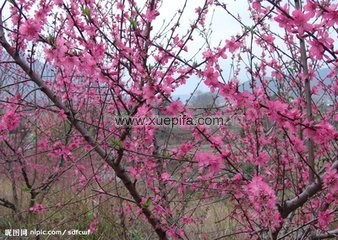 花季桃花 女